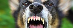 dogbites